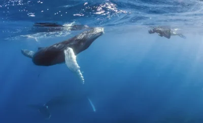 Whale Season in SamanĂ¡