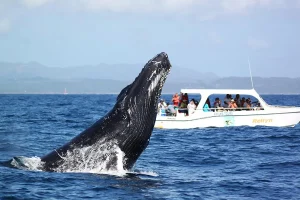 humpback whale sanctuary in samana