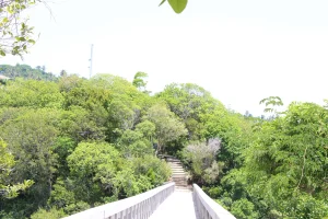 the samaná bridge