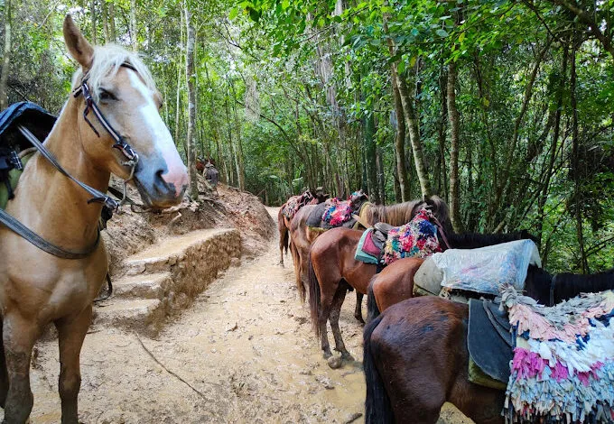 horses at El Salto del Limón